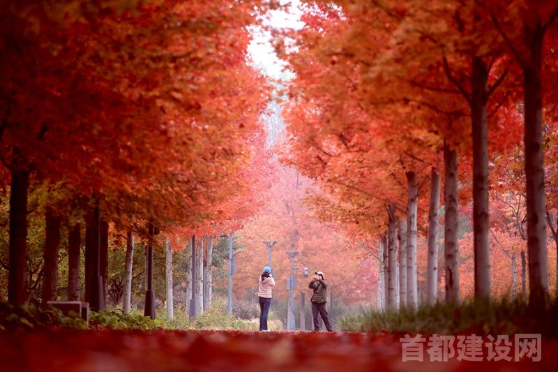 红叶大道吸引市民打卡拍照